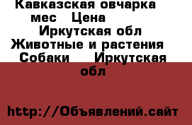 Кавказская овчарка 12 мес › Цена ­ 5 000 - Иркутская обл. Животные и растения » Собаки   . Иркутская обл.